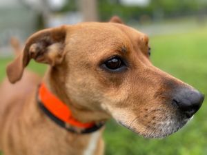 Raven is a 51 lb 3 year old male Portuguese pointer mix He and Angel were living on a property