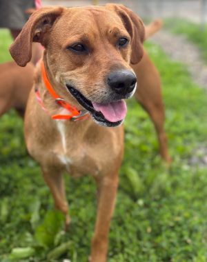 Raven is a 51 lb 3 year old male Portuguese pointer mix He and Angel were living on a property