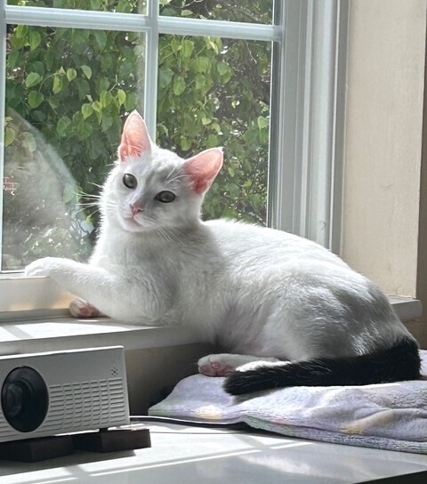 Oz