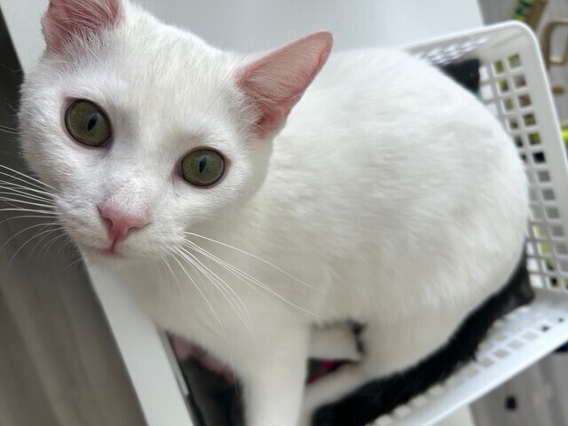 Oz