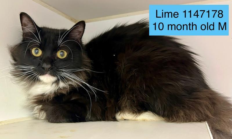 Lime is at Petco