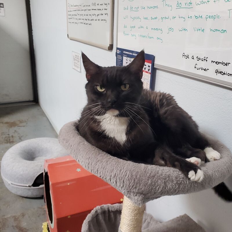 Simba, an adoptable Tuxedo in Diamond Springs, CA, 95619 | Photo Image 1