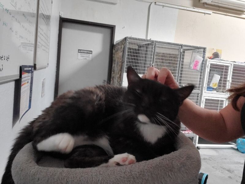 Simba, an adoptable Tuxedo in Diamond Springs, CA, 95619 | Photo Image 2