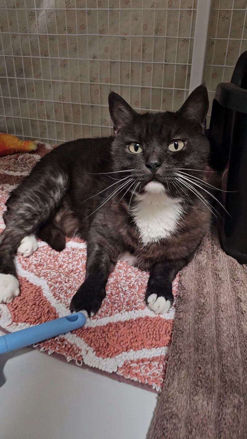 Simba, an adoptable Tuxedo in Diamond Springs, CA, 95619 | Photo Image 3