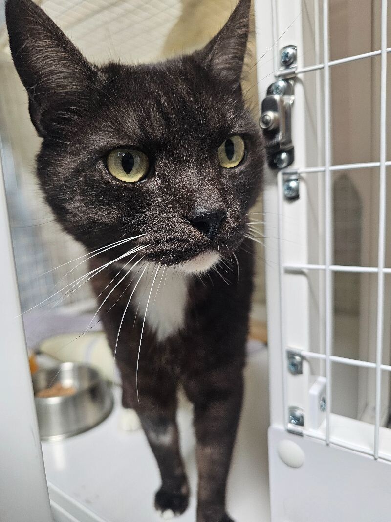 Simba, an adoptable Tuxedo in Diamond Springs, CA, 95619 | Photo Image 4
