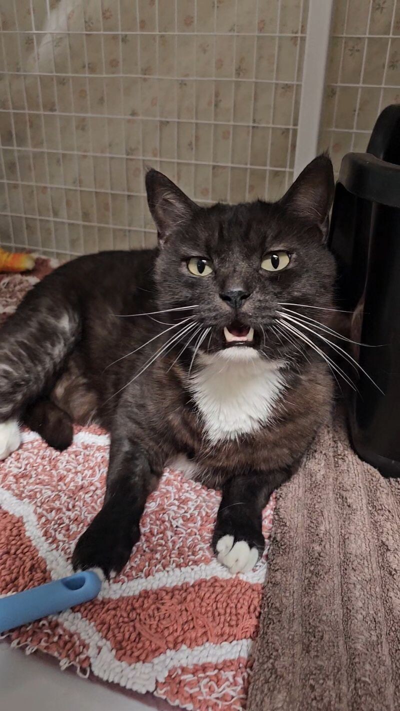 Simba, an adoptable Tuxedo in Diamond Springs, CA, 95619 | Photo Image 5