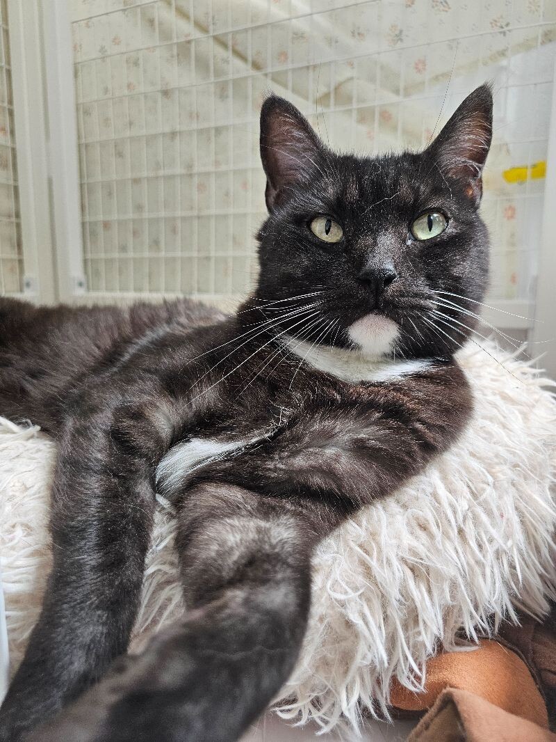 Simba, an adoptable Tuxedo in Diamond Springs, CA, 95619 | Photo Image 6