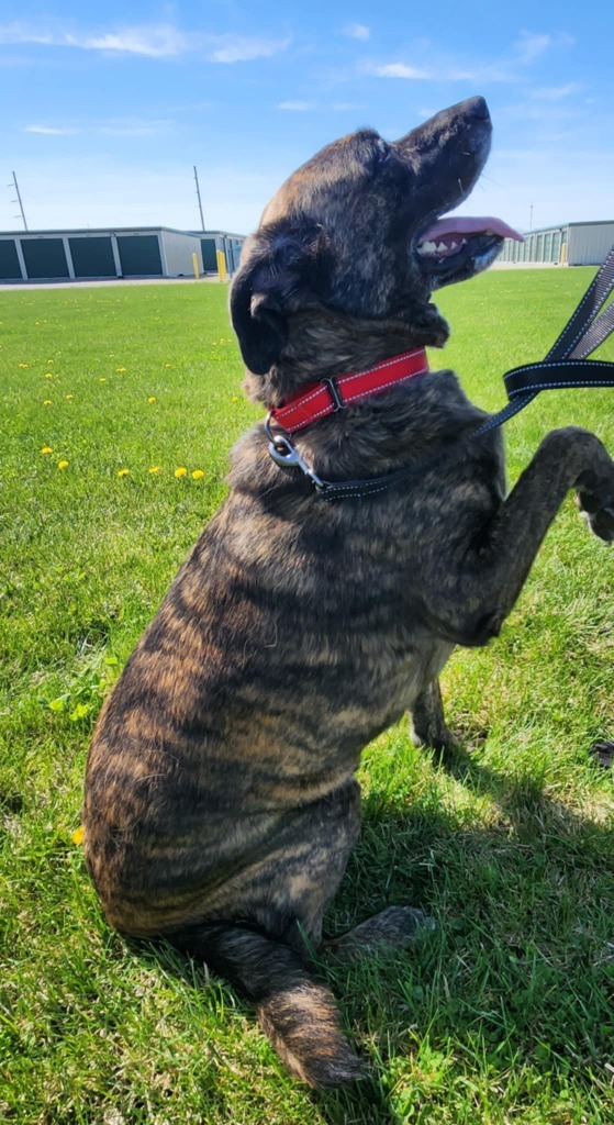 Rosie