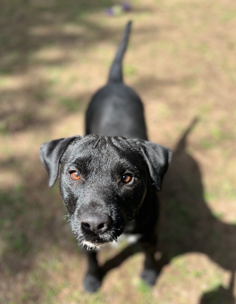 Rowdy, an adoptable Patterdale Terrier / Fell Terrier in Thompson Falls, MT, 59873 | Photo Image 2