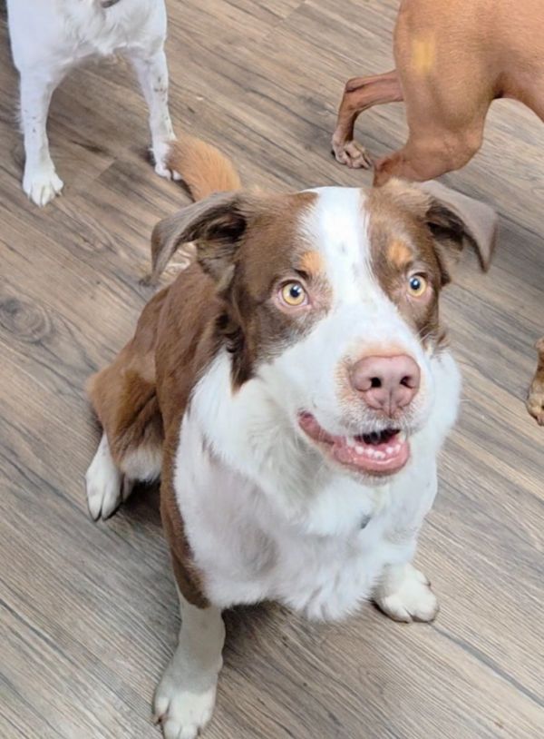 Pet Image