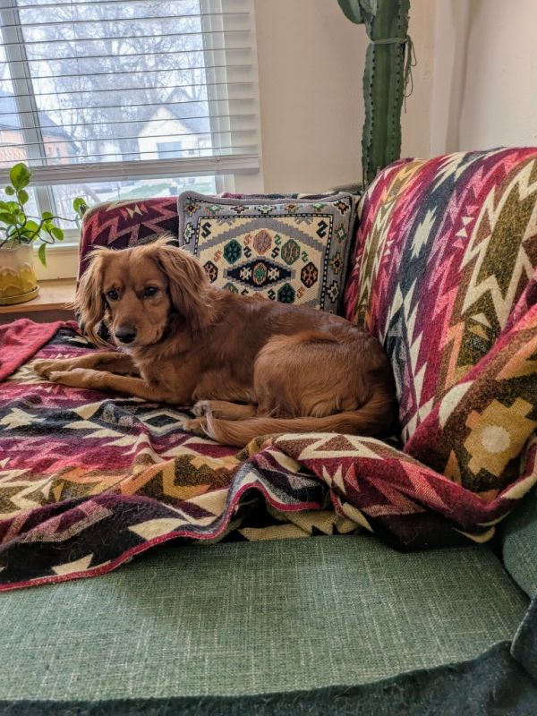 Pet Image