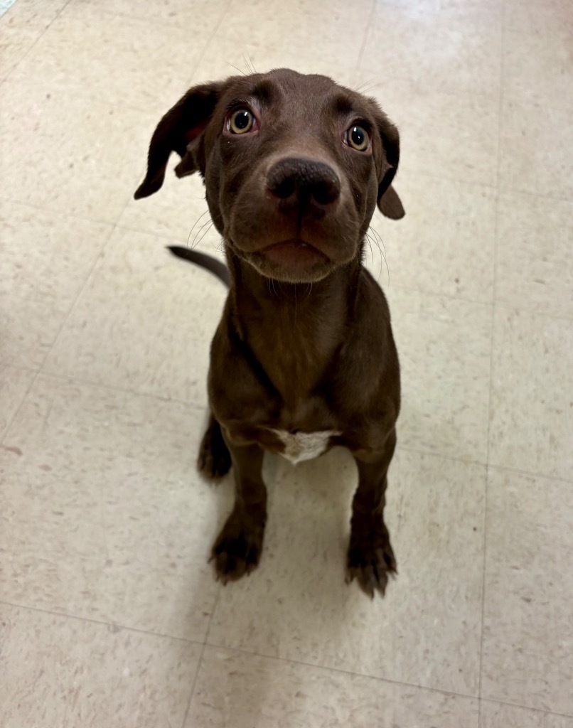 Anya, an adoptable Weimaraner, Mixed Breed in Rock Springs, WY, 82901 | Photo Image 1