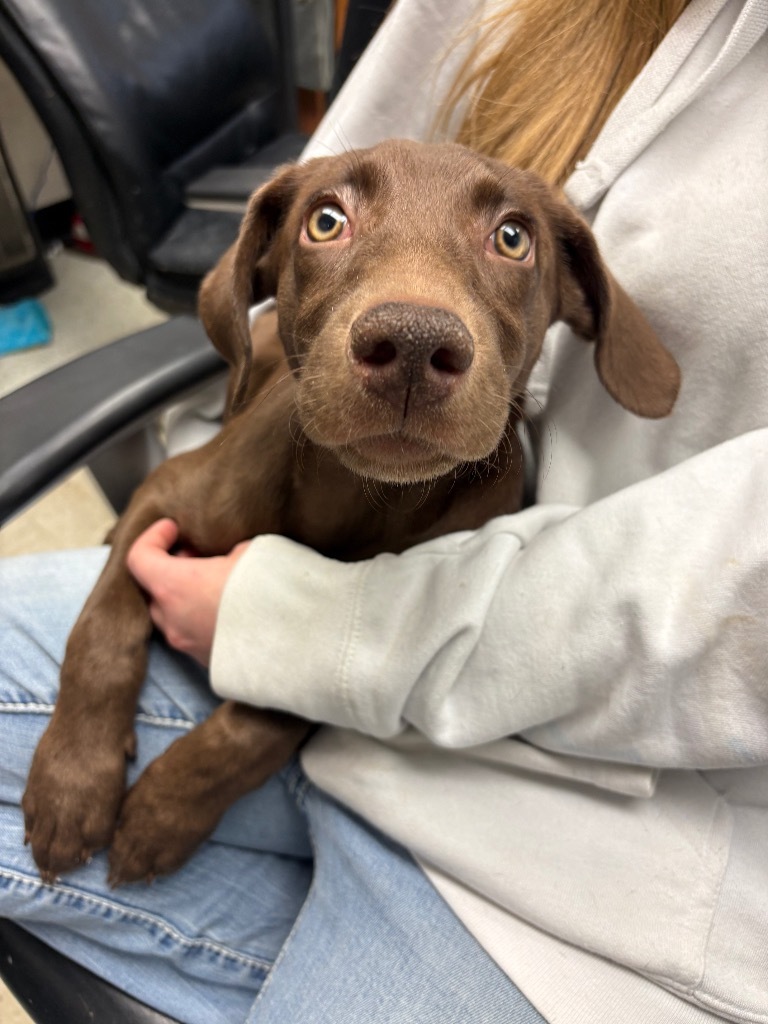 Anya, an adoptable Weimaraner, Mixed Breed in Rock Springs, WY, 82901 | Photo Image 2