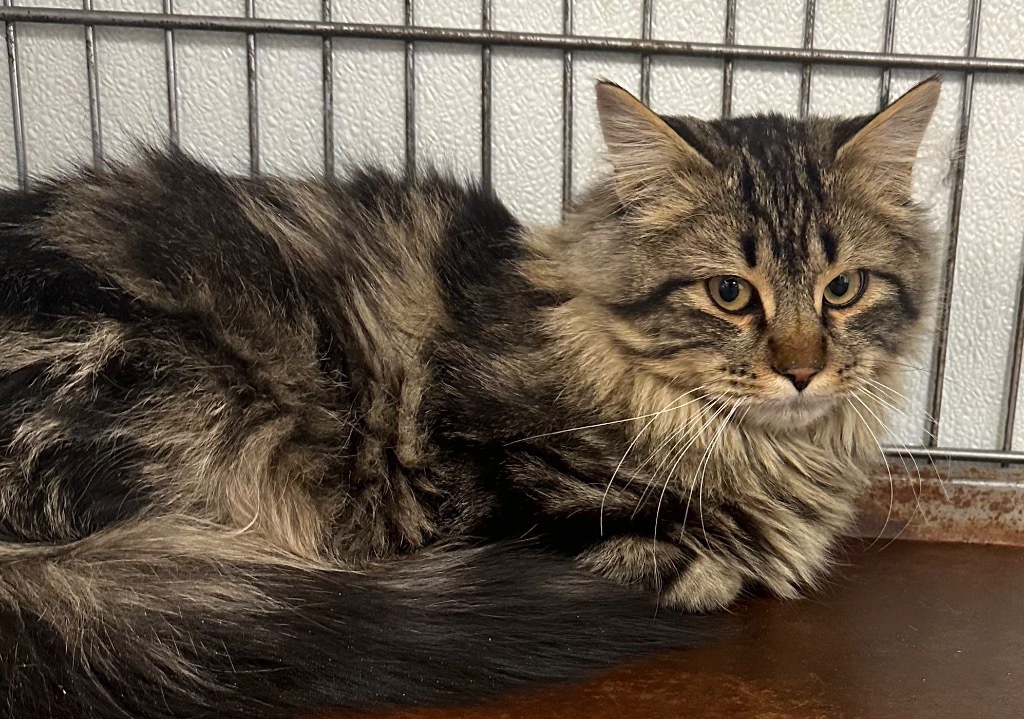 Benson, an adoptable Domestic Medium Hair in Rock Springs, WY, 82901 | Photo Image 1