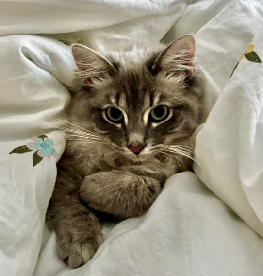 Momo, an adoptable Siamese, Balinese in Walnut Creek, CA, 94596 | Photo Image 2