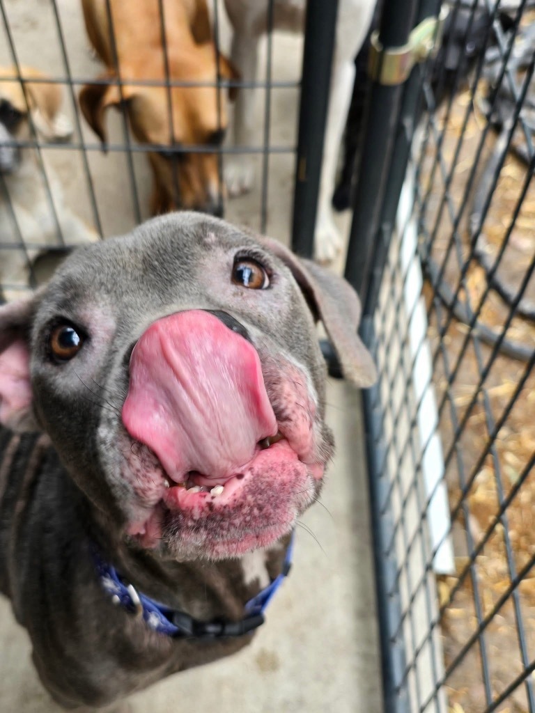 Dawson the Sausage