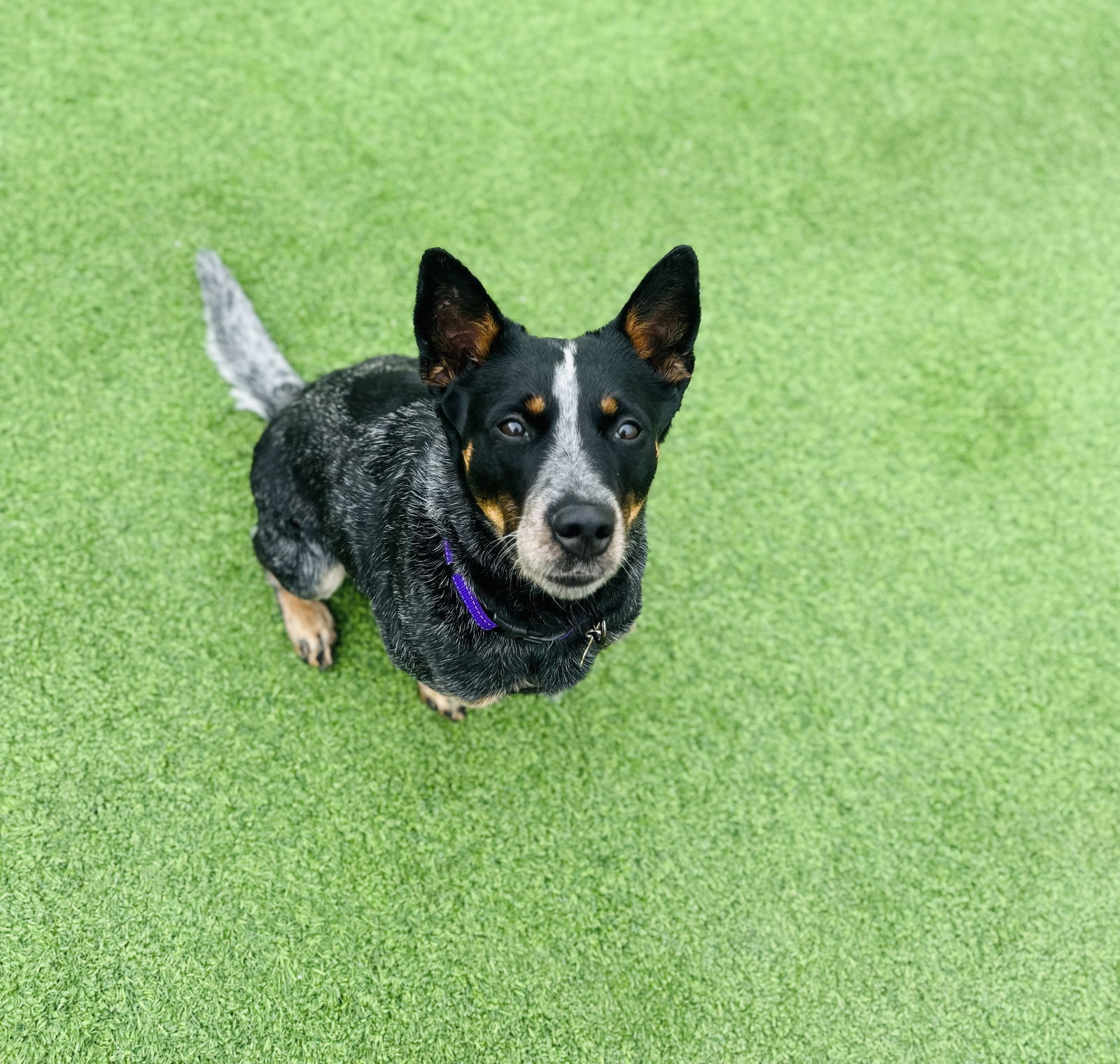 Meela