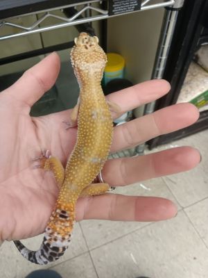 Lemon, Young Male unknown