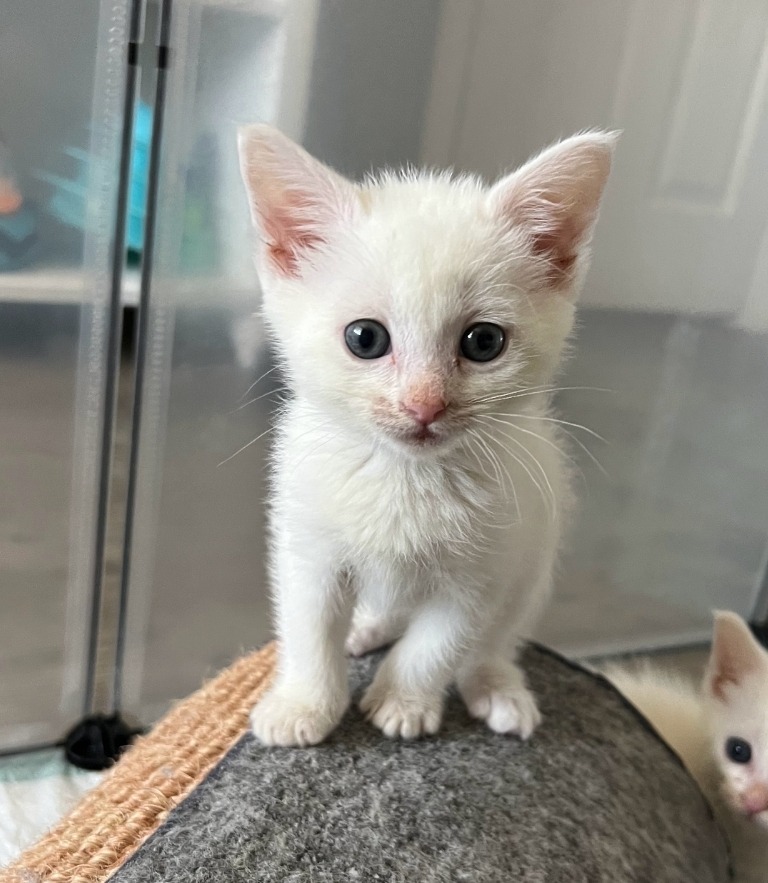 Yuki