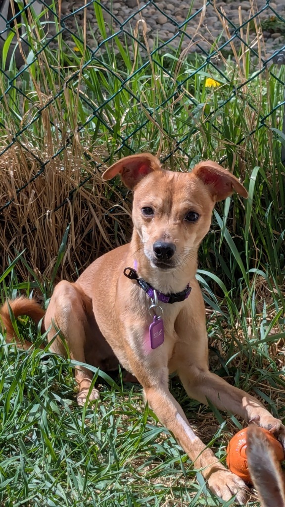 Maximus (Max), an adoptable Rat Terrier, Chihuahua in Calgary, AB, T3S 0C5 | Photo Image 1