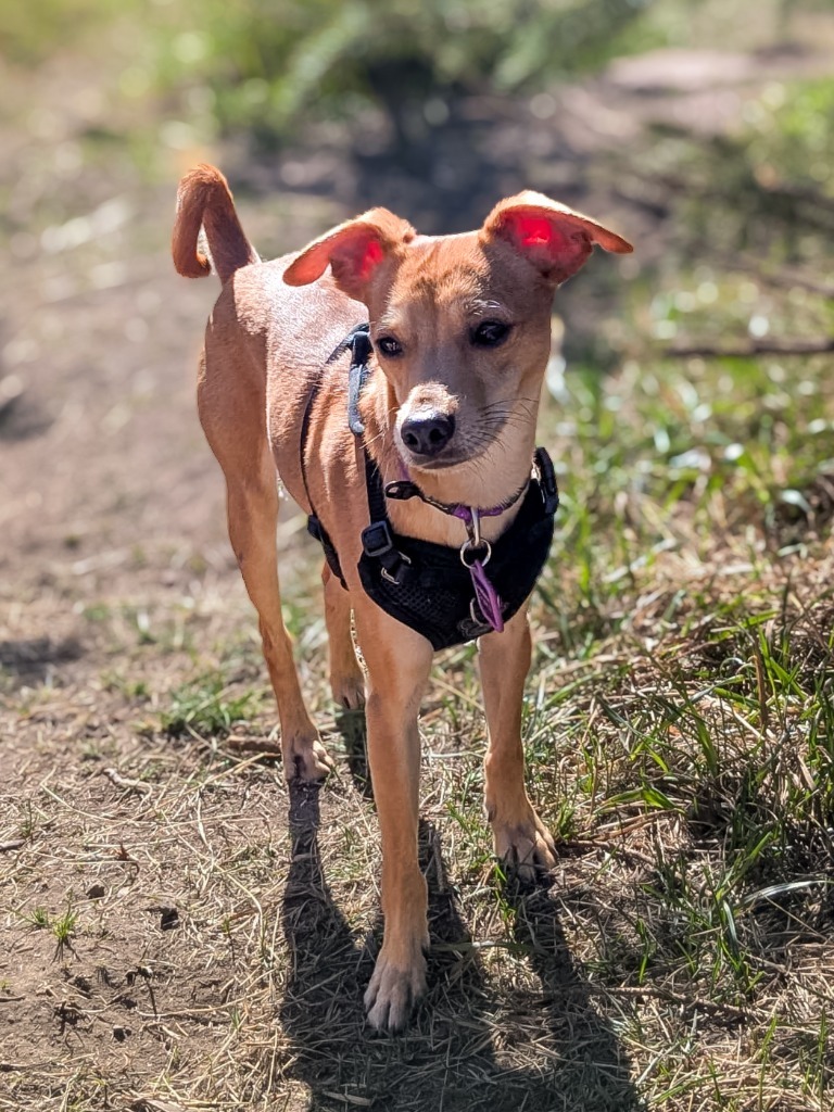 Maximus (Max), an adoptable Rat Terrier, Chihuahua in Calgary, AB, T3S 0C5 | Photo Image 2