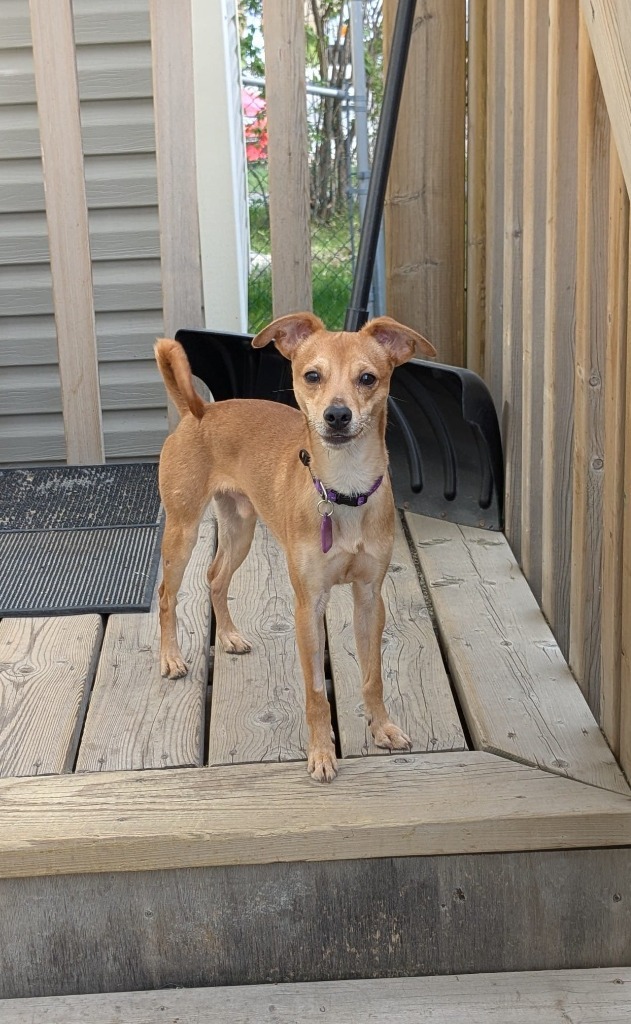 Maximus (Max), an adoptable Rat Terrier, Chihuahua in Calgary, AB, T3S 0C5 | Photo Image 3