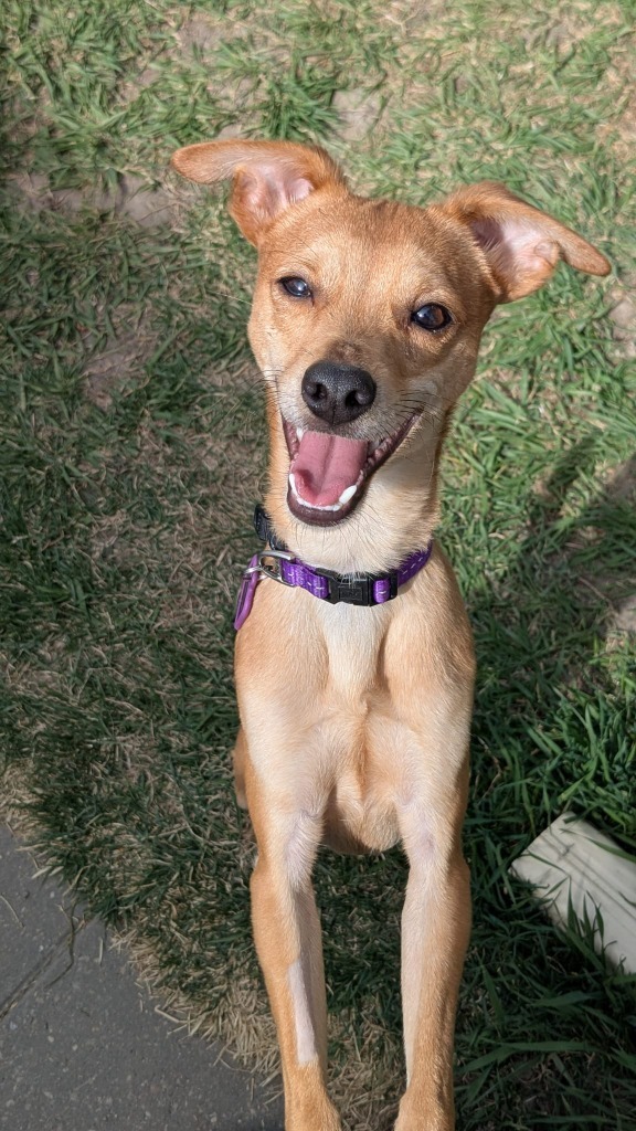 Maximus (Max), an adoptable Rat Terrier, Chihuahua in Calgary, AB, T3S 0C5 | Photo Image 4