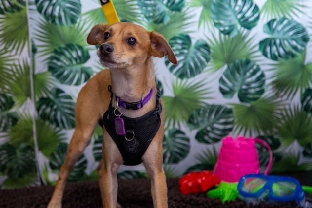 Maximus (Max), an adoptable Rat Terrier, Chihuahua in Calgary, AB, T3S 0C5 | Photo Image 5