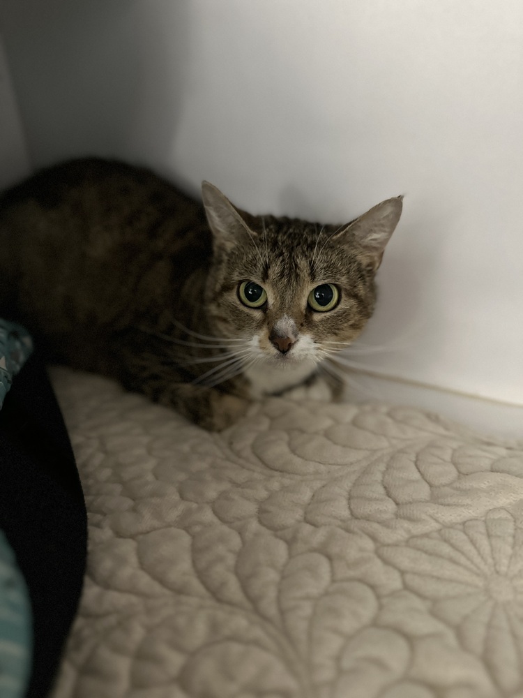 Rowan, an adoptable Domestic Short Hair in Trenton, ME, 04605 | Photo Image 1