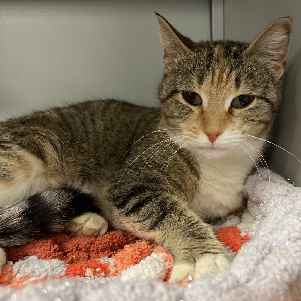 Aurora, an adoptable Domestic Short Hair in Bismarck, ND, 58507 | Photo Image 1