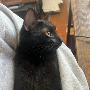Nyx 4