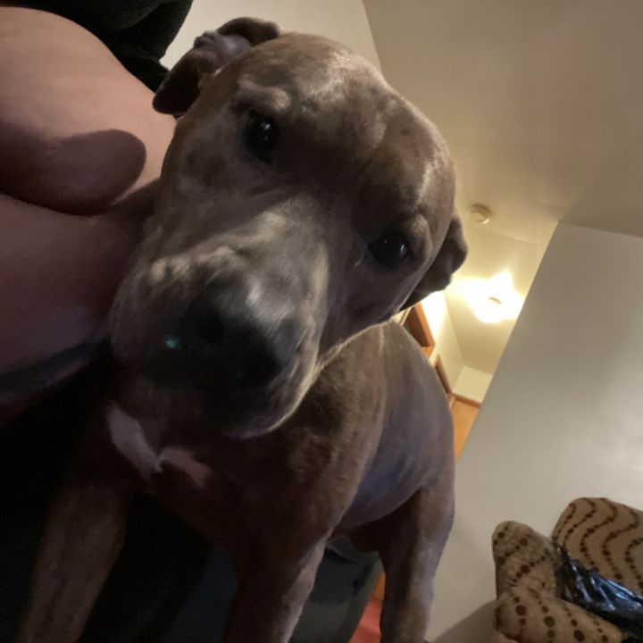 Bolo 1