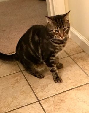 Elliot