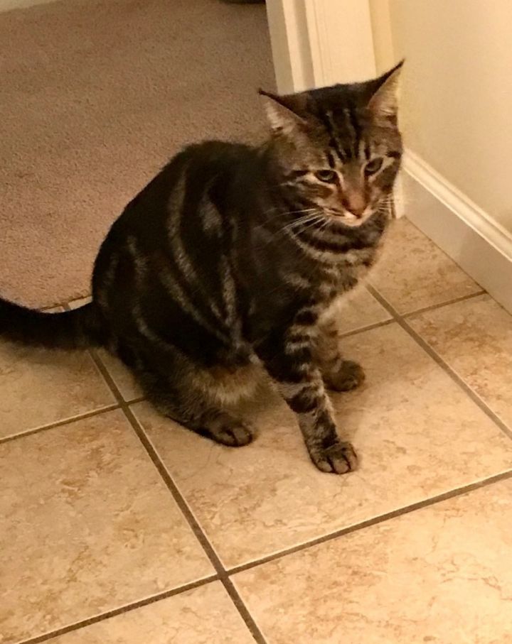Elliot 1