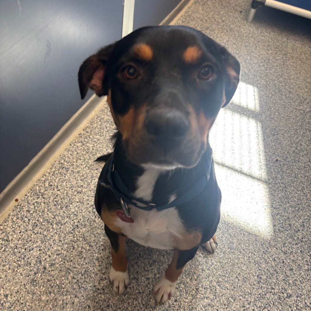Fay, an adoptable Mixed Breed in Great Falls, MT, 59404 | Photo Image 1