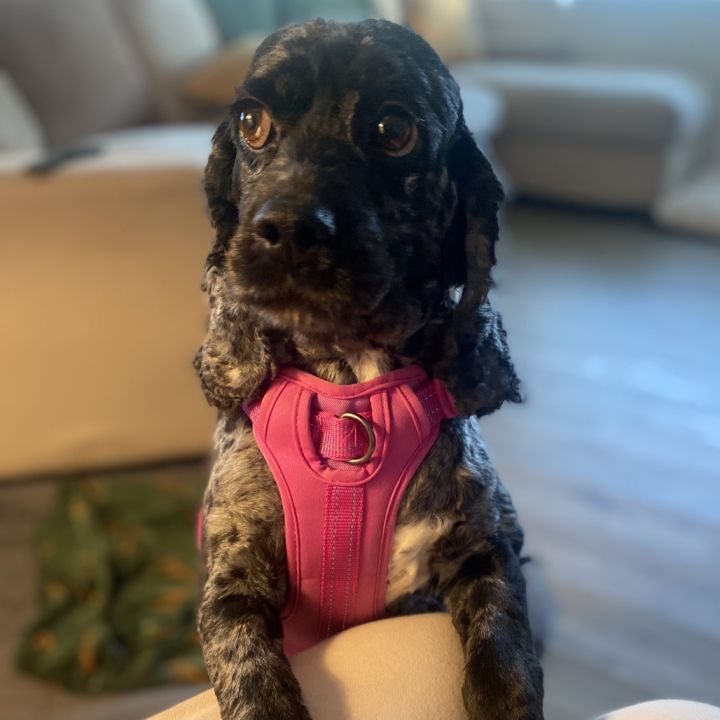 Nellie 3