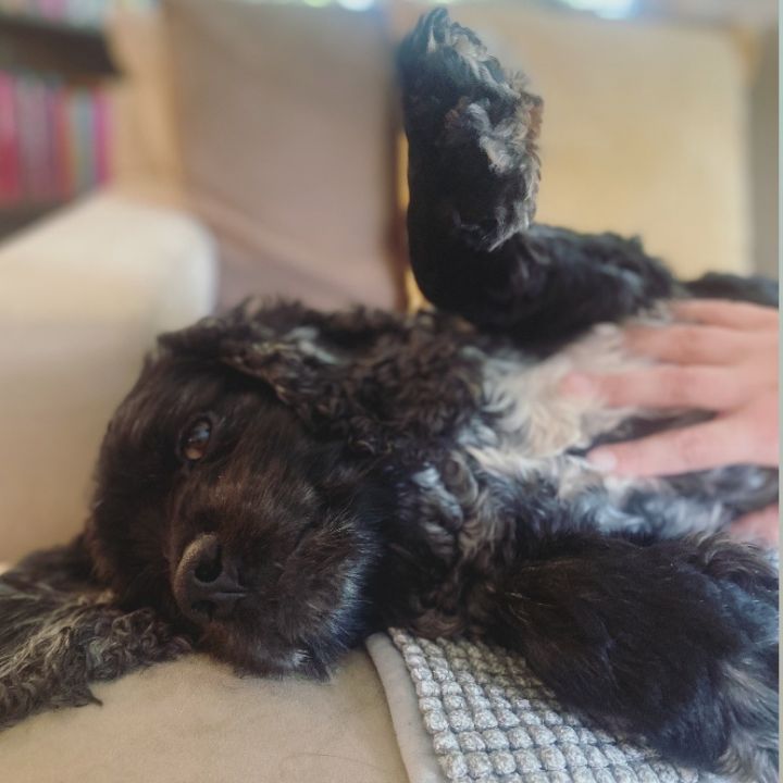 Nellie 4