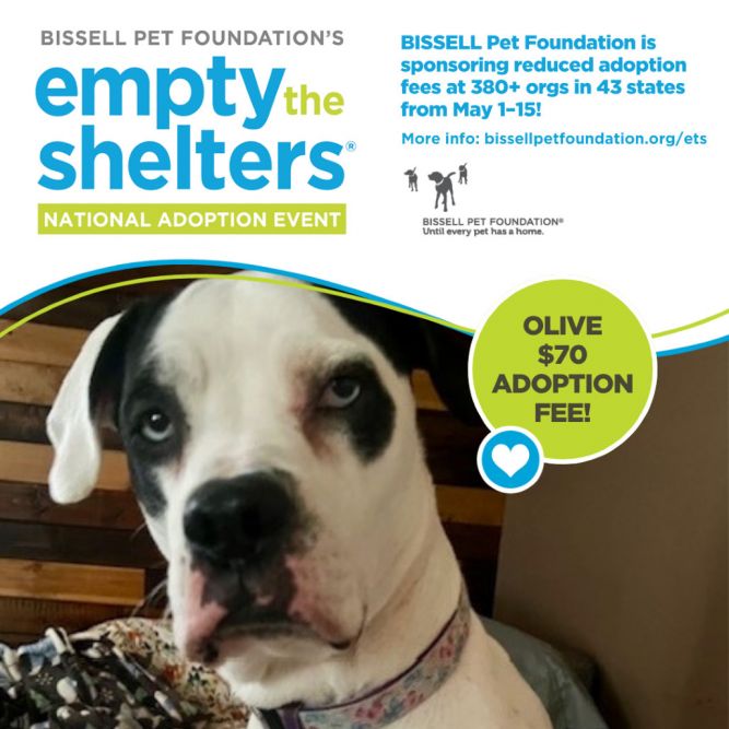 Olive- $70 Bissell Sponsored Adoption Fee!