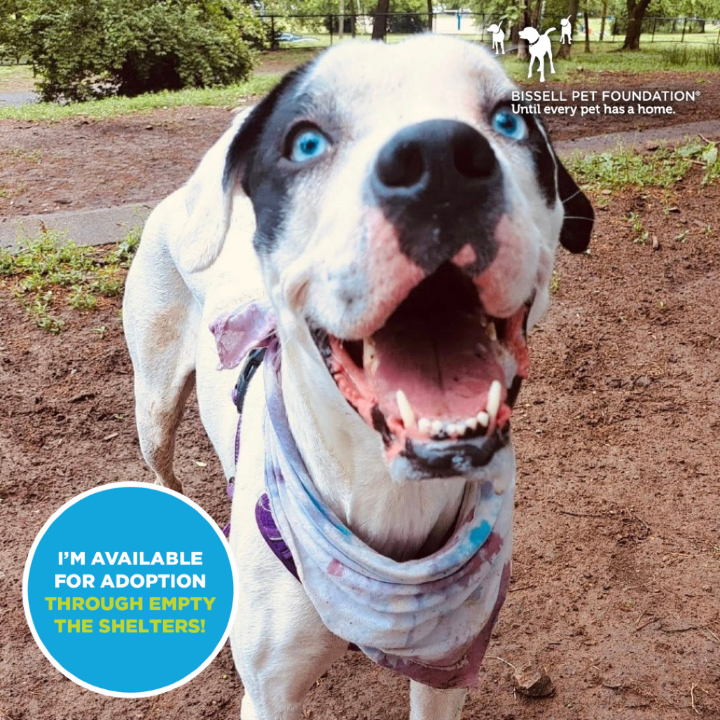 Olive- $70 Bissell Sponsored Adoption Fee!