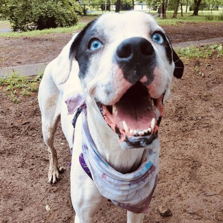 Olive- $70 Bissell Sponsored Adoption Fee! 2