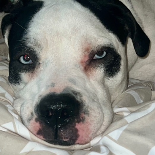 Olive- $70 Bissell Sponsored Adoption Fee! 3