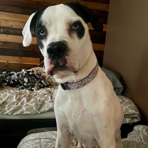 Olive- $70 Bissell Sponsored Adoption Fee! 4