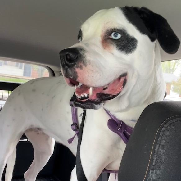 Olive- $70 Bissell Sponsored Adoption Fee! 5