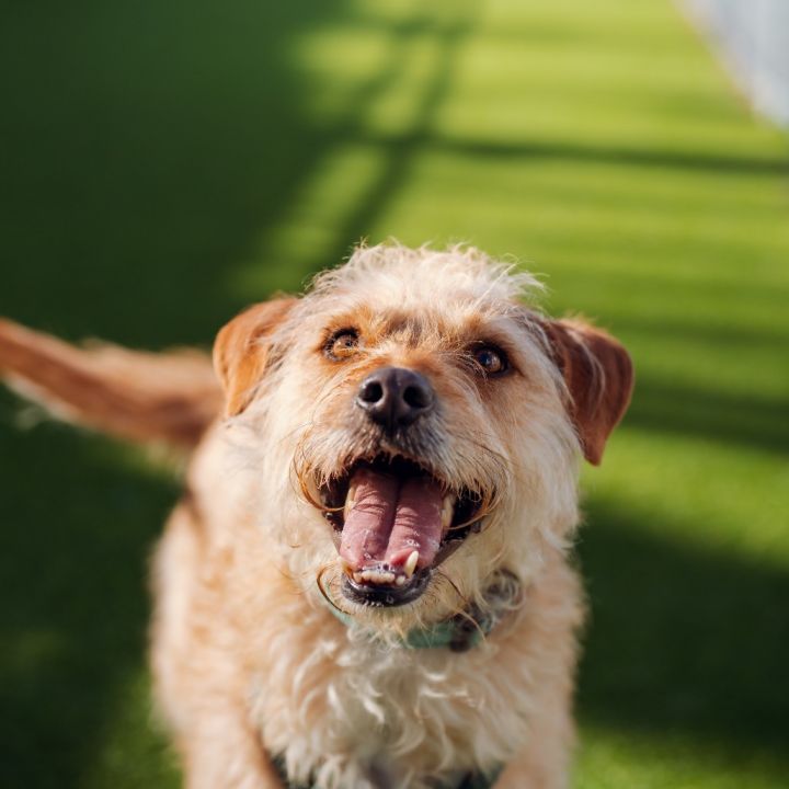 Cooper 3