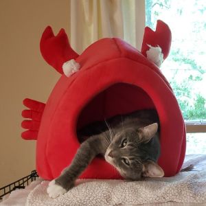 Poutine, Adult Female Domestic Short Hair