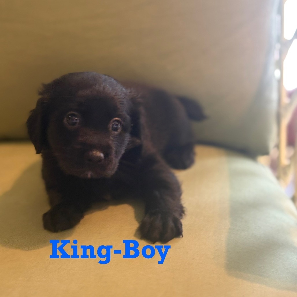 King, an adoptable Spitz, Mixed Breed in San Antonio, TX, 78227 | Photo Image 3