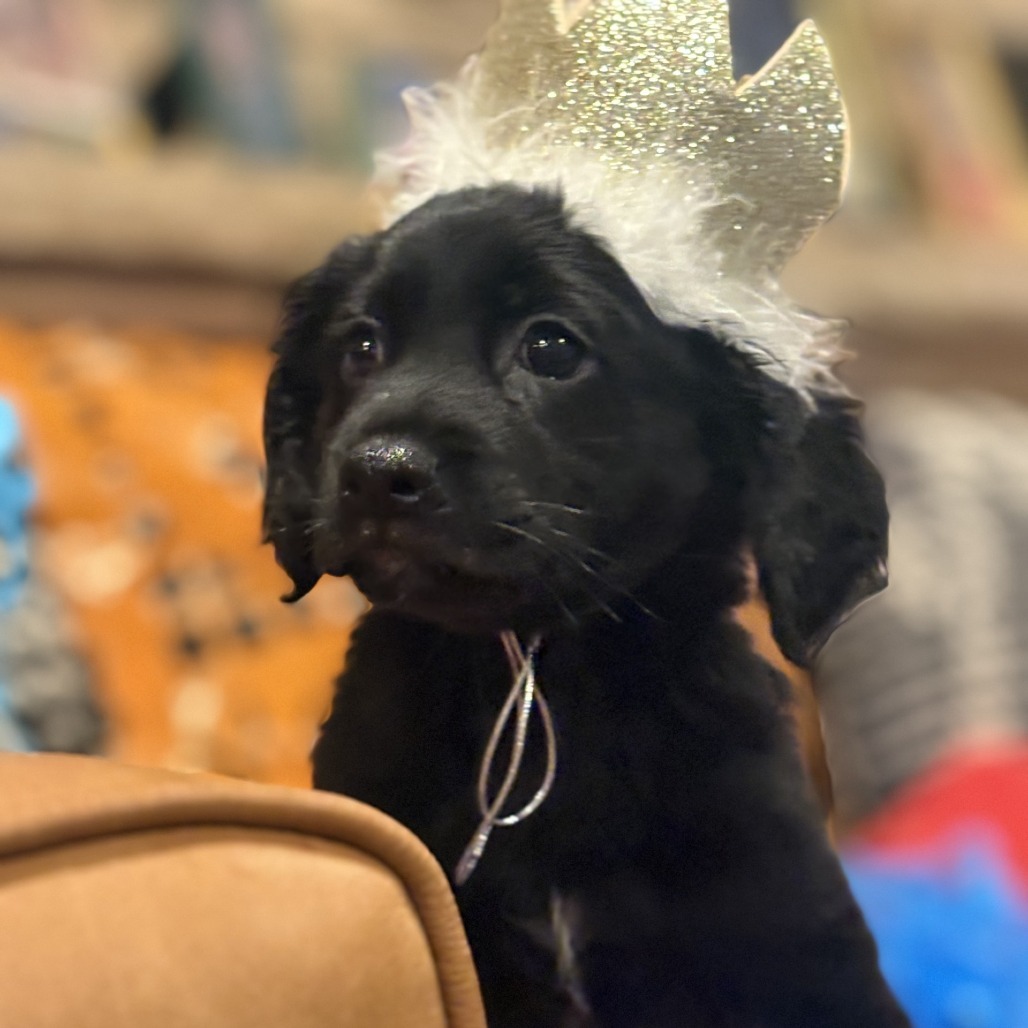 King, an adoptable Spitz, Mixed Breed in San Antonio, TX, 78227 | Photo Image 5