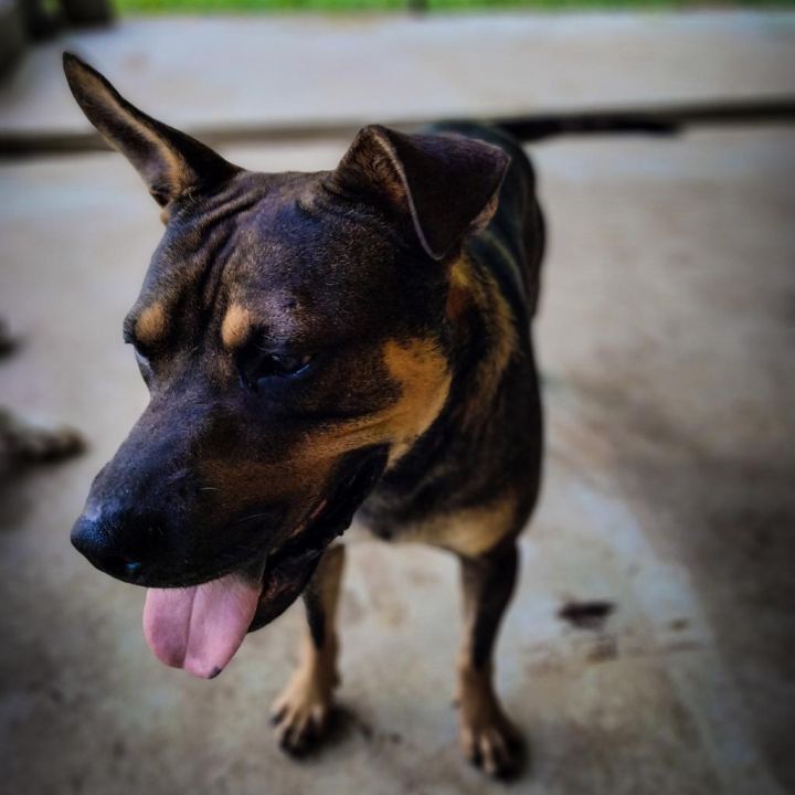 Fritz 4