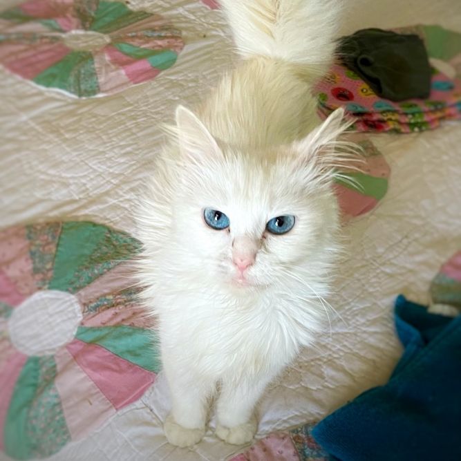 Duchess