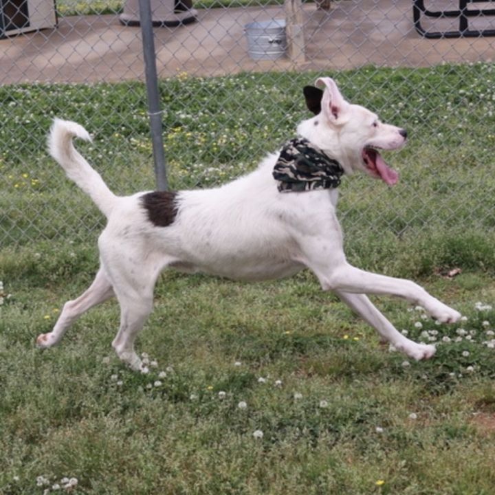 Brock 3